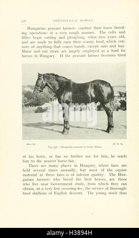 Cette page traite de la structure anatomique et des caractéristiques physiques clés des chevaux, y compris leur structure squelettique, leurs systèmes musculaires et d'autres caractéristiques déterminantes qui sont importantes pour les soins et la gestion équins. Banque D'Images