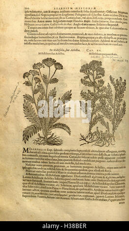 Ce titre traite du travail botanique de Rembert Dodoens, en particulier de son texte exhaustif sur les espèces végétales. Il couvre 30 livres détaillant l'identification des plantes, les propriétés médicinales et les utilisations. Banque D'Images