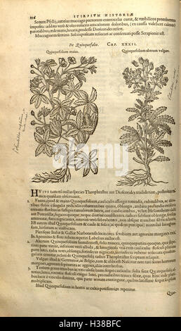 Cet ouvrage botanique de Rembert Dodoens détaille l'histoire et la classification des plantes, offrant une vue d'ensemble des différentes espèces du XVIe siècle. Banque D'Images