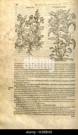 Ce travail botanique de Rembert Dodoens fournit une histoire et une classification complètes des plantes, y compris des descriptions détaillées de diverses espèces d'Europe. Banque D'Images