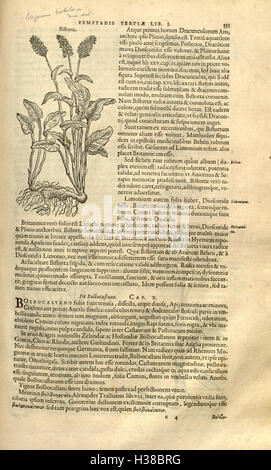 Ce travail botanique historique de Rembert Dodoens présente une description complète des espèces végétales, en se concentrant sur leurs utilisations médicinales et leur signification historique en phytothérapie et botanique. Banque D'Images