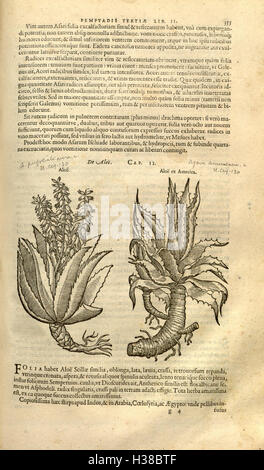 Ce texte latin, écrit par Rembert Dodoens, fournit une histoire complète des plantes, documentant diverses espèces et leurs utilisations médicinales. Il offre des connaissances botaniques détaillées et est un travail historique important dans l'étude des plantes et de la phytothérapie. Banque D'Images