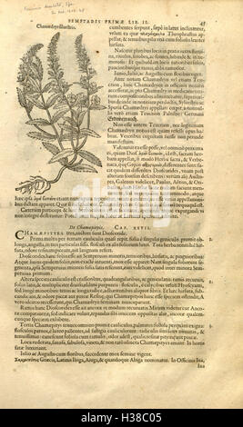 Le travail botanique complet de Rembert Dodoens, explorant la classification, l'utilisation médicinale et les propriétés de diverses espèces végétales. Banque D'Images