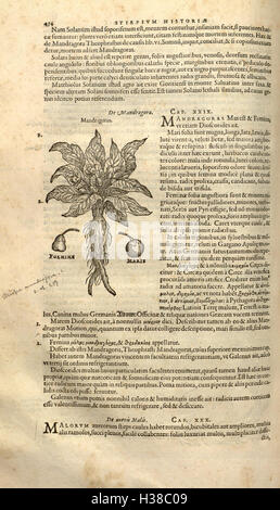 Le travail botanique complet de Rembert Dodoens détaille l'histoire des plantes et de leurs utilisations en médecine. La page 454 offre de plus amples informations sur les bienfaits médicinaux de diverses plantes et leur classification dans la botanique précoce. Banque D'Images