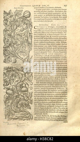 Un extrait de l'œuvre botanique de Rembert Dodonaeus, présentant un compte rendu complet des espèces végétales. Il fournit des descriptions détaillées de diverses plantes, classées selon une approche systématique. Banque D'Images