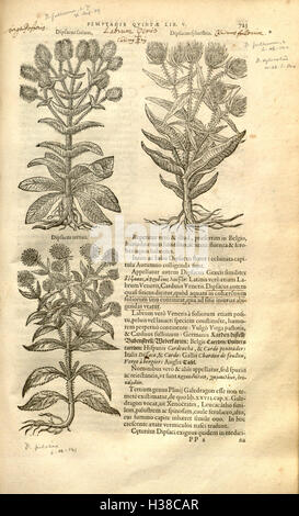 Ce travail de Rembert Dodoens est un compte rendu complet des plantes dans le 'Stirpium Historiae', couvrant de nombreuses espèces et leurs utilisations dans les premières sciences botaniques, avec des illustrations et des descriptions détaillées. Banque D'Images