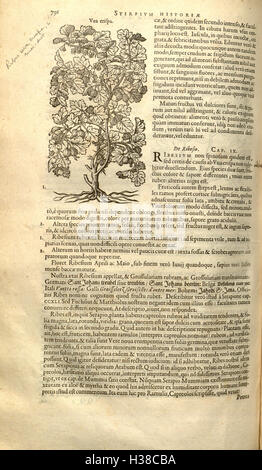 Une page tirée de 'Stirpium Historiae' de Rembert Dodoens, un ouvrage botanique complet qui catalogue les plantes ayant une pertinence médicinale et agricole. Cette page se concentre sur des espèces végétales spécifiques décrites dans le texte. Banque D'Images