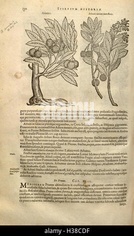 Cette page fournit des informations sur le travail botanique du XVIe siècle de Rembert Dodoens, en se concentrant sur son catalogue complet d'espèces végétales. Banque D'Images