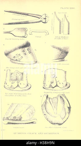 Rapport spécial sur les maladies du cheval BHL231 Banque D'Images