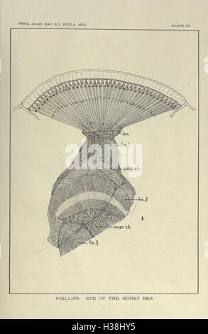 Structure et le développement de l'œil composé de l'abeille mellifère BHL196 Banque D'Images