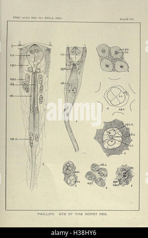 Structure et le développement de l'œil composé de l'abeille mellifère BHL196 Banque D'Images