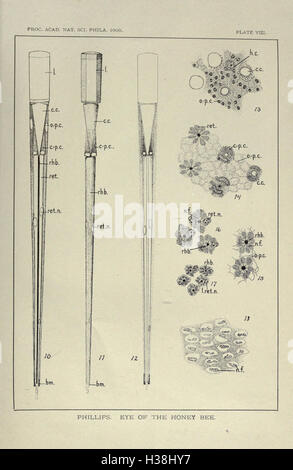 Structure et le développement de l'œil composé de l'abeille mellifère BHL196 Banque D'Images