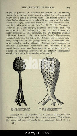 Ce travail explore l'histoire géologique et biologique de la Terre, retraçant le développement des formes de vie de l'Antiquité à nos jours. Banque D'Images