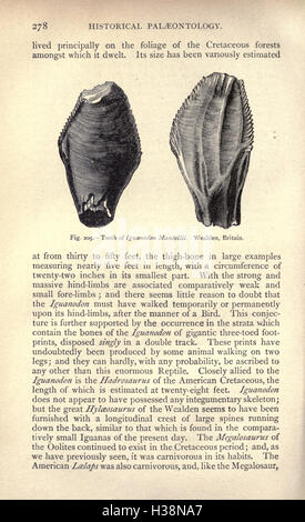 Ce travail explore l'histoire géologique et biologique de la Terre, en se concentrant sur les formes de vie anciennes, leur évolution et leur extinction. La page 278 couvre des périodes importantes de l'histoire de la Terre et le développement des premières formes de vie. Banque D'Images