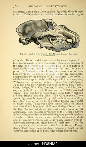Ce travail explore l'histoire biologique et géologique de la Terre, mettant en évidence les événements et développements majeurs, des premières formes de vie aux organismes modernes. Banque D'Images