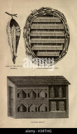 L'abeille et de fourmis blanches, leurs manières et habitudes BHL232 Banque D'Images