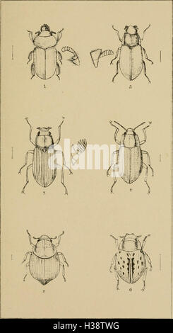 Ce guide illustré présente des représentations détaillées de tous les genres de coléoptères britanniques, fournissant un aperçu de leur taxonomie, morphologie et rôles écologiques dans les îles britanniques. Banque D'Images