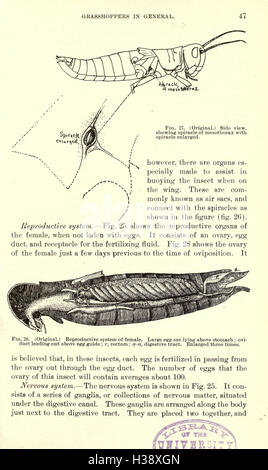 La luzerne, les sauterelles, les abeilles- leur relation (page 47) BHL231 Banque D'Images