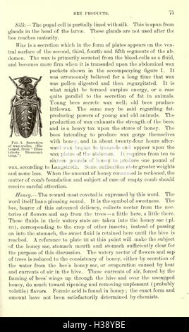 La luzerne, les sauterelles, les abeilles- leur relation (page 75) BHL231 Banque D'Images