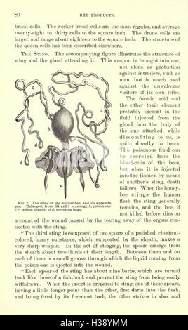 La luzerne, les sauterelles, les abeilles- leur relation (page 80) BHL231 Banque D'Images