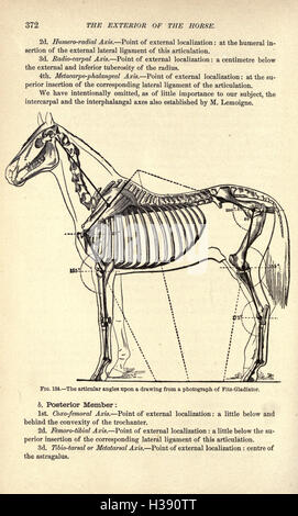 Cette section traite des caractéristiques physiques du cheval, en se concentrant sur ses caractéristiques extérieures telles que la couleur du pelage, la conformation et la structure globale du corps. La page 372 détaille les caractéristiques anatomiques de l'extérieur du cheval. Banque D'Images