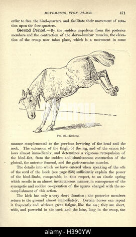 Cette page traite des caractéristiques physiques des chevaux, en se concentrant sur leurs caractéristiques extérieures telles que la structure du corps, les types de pelage et les adaptations physiques. Il explore comment ces caractéristiques contribuent à leur fonction et à leur performance. Banque D'Images