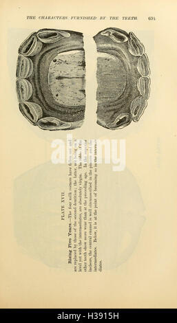 Cette page traite des caractéristiques physiques des chevaux, y compris leur structure corporelle, leur type de pelage et leurs caractéristiques externes générales. Il sert de guide pour comprendre l'anatomie équine, utile à la fois pour les amateurs de chevaux et les vétérinaires. Banque D'Images