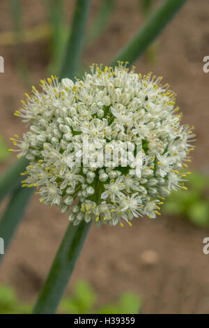 L'Allium cepa, oignon commun Banque D'Images
