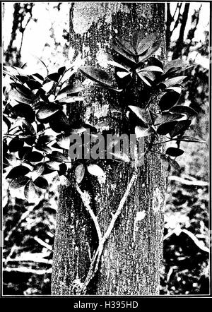 Les arbres indigènes des îles Hawaï (1913) (2010337 Banque D'Images