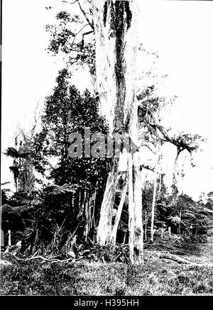 Les arbres indigènes des îles Hawaï (1913) (2010344 Banque D'Images