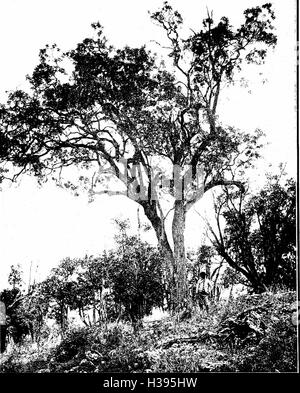 Les arbres indigènes des îles Hawaï (1913) (2010512 Banque D'Images