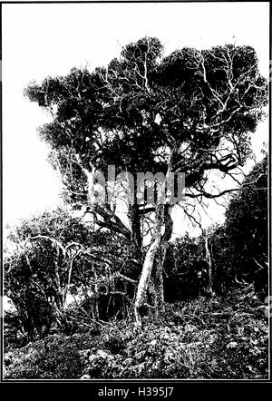 Les arbres indigènes des îles Hawaï (1913) (2053809 Banque D'Images