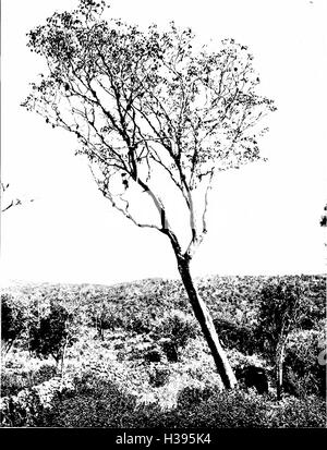 Les arbres indigènes des îles Hawaï (1913) (2072594 Banque D'Images