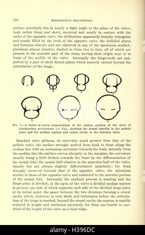 Ce travail examine les espèces de brachiopodes du Mississippi présentes dans le bassin de la vallée du Mississippi. Il fournit des descriptions détaillées des espèces, de leurs fossiles et de leur importance pour l'étude de la vie marine paléozoïque. Banque D'Images