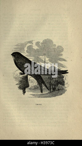 Un ouvrage d'histoire naturelle sur la faune et l'environnement de Selborne, écrit par Gilbert White. Il couvre une variété de sujets, y compris la faune locale, la flore et les observations de la nature dans la région. Banque D'Images