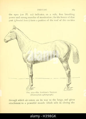 Cette page traite des caractéristiques anatomiques clés du cheval, en se concentrant sur ses points de conformation et sur la façon dont ils sont liés à sa fonction et à ses performances dans diverses activités. Banque D'Images