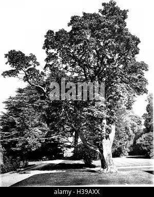 Les arbres de la Grande-Bretagne et d'Irlande (1906) (2075543 Banque D'Images