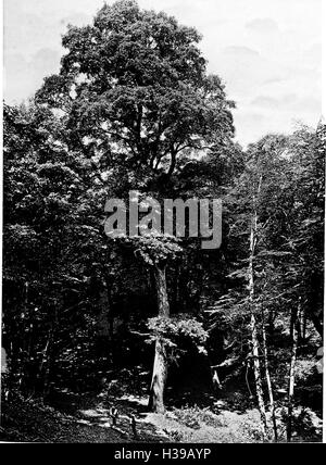 Les arbres de la Grande-Bretagne et d'Irlande (1906) (2075573 Banque D'Images