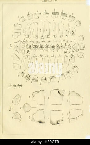 Anatome testudinis Europaeae (Tabula IV) BHL32 Banque D'Images