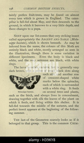 Ce travail fournit un aperçu des insectes britanniques communs, y compris les coléoptères, les papillons de nuit et les papillons notables. Il offre des descriptions détaillées de chaque espèce, mettant en évidence les caractéristiques clés et la classification pour aider à l'identification et à l'étude de l'entomologie britannique. Banque D'Images