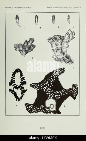 Les coraux de l'Chouteau et des formations de la région de la vallée du Mississippi (page 89) BHL404 Banque D'Images
