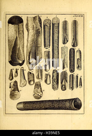 Ce travail fournit des descriptions détaillées des tubes marins, en mettant l'accent sur leurs caractéristiques, leur classification et leur importance écologique dans les milieux marins. Banque D'Images