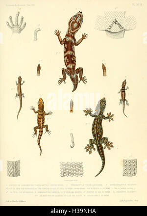 Description des reptiles nouveaux ou imparfaitement connus de la collection du Muséum d'histoire naturelle et remarques sur la classification et les caractères des reptiles (Planche XVII) BHL40 Banque D'Images