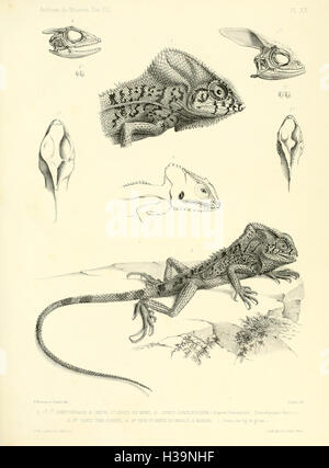 Description des reptiles nouveaux ou imparfaitement connus de la collection du Muséum d'histoire naturelle et remarques sur la classification et les caractères des reptiles (plaque XX) BHL40