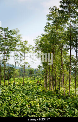 L'Indonésie, Lombok, l'agriculture, la culture du tabac dans le champ Banque D'Images