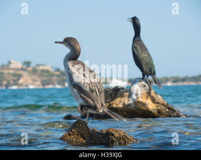 Close up de deux grands cormorans perchés sur un rocher en mer. Banque D'Images