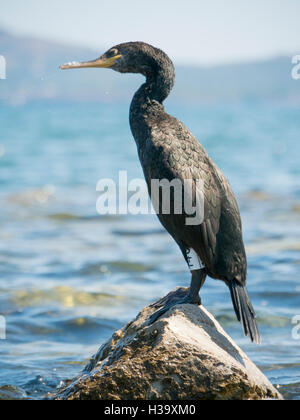 Close up d'un grand cormoran perché sur un rocher en mer. Banque D'Images