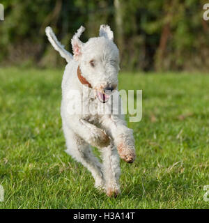 le terrier de bedlington se dirige vers la caméra Banque D'Images