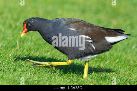 Gallinule poule-d'adultes (Gallinula chloropus) marcher sur l'herbe, vue de côté. Banque D'Images