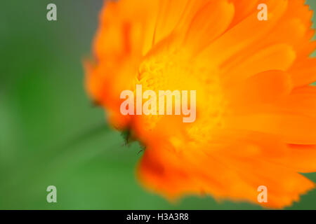 Le calendula ou souci officinal un été rempli de puissance préférée Jane Ann Butler Photography JABP1095 Banque D'Images